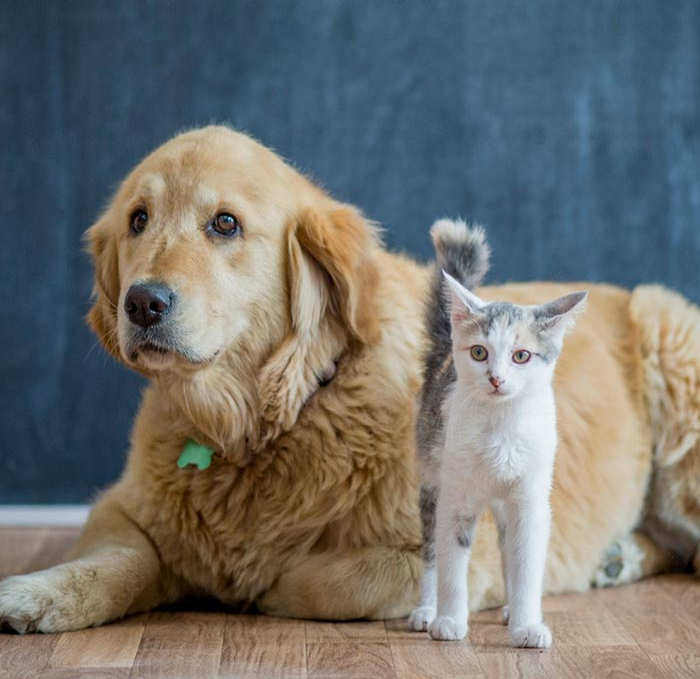Veterinary Clinics